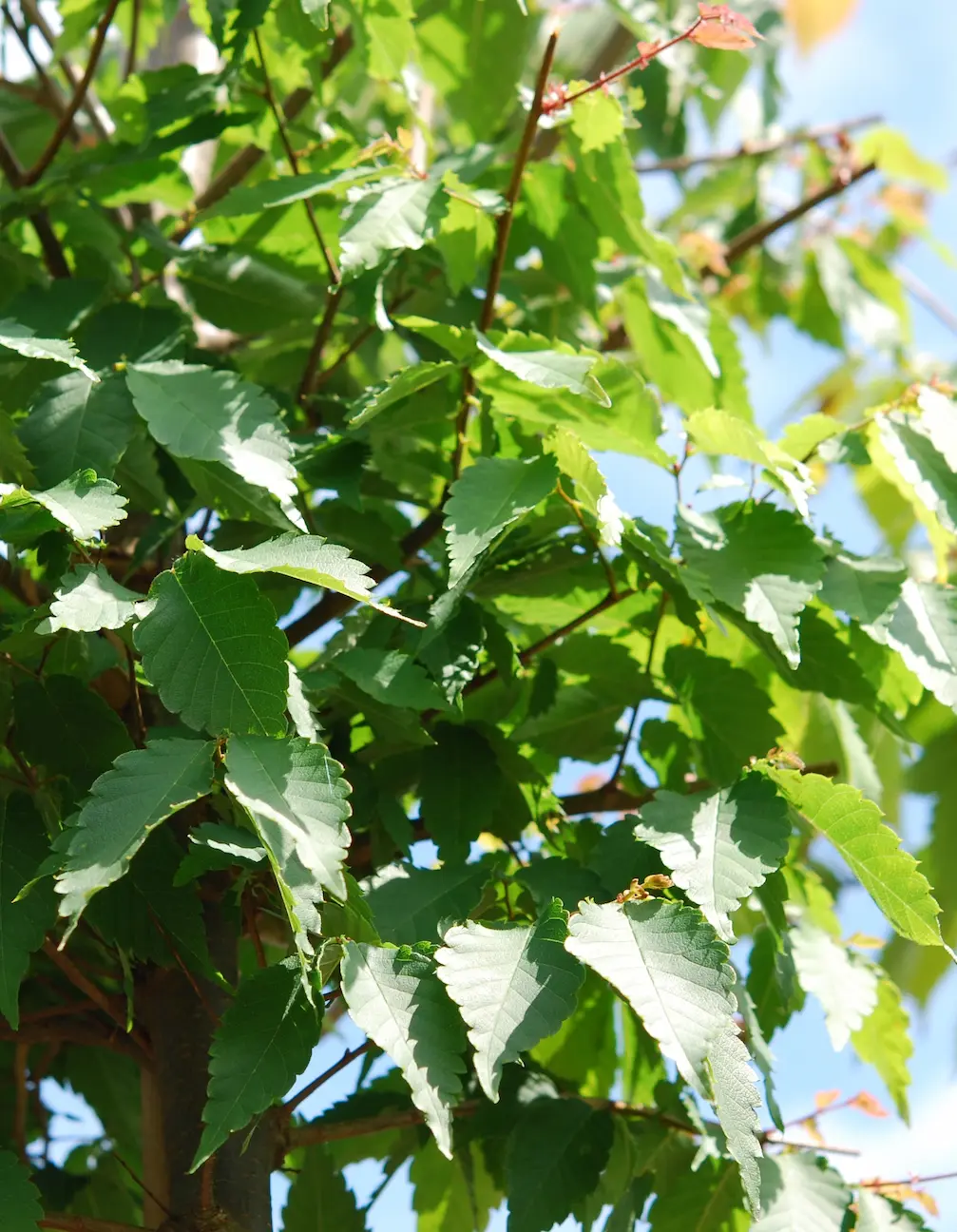 Arbres et cépées